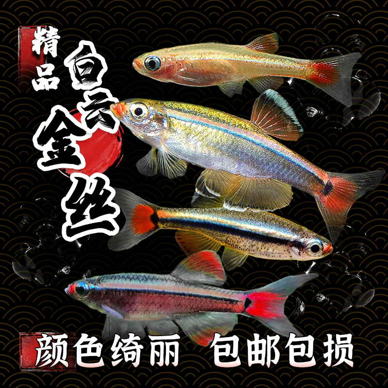 冷水鱼白云金丝瑰丽金丝加温小型