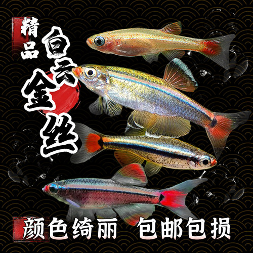 冷水鱼白云金丝瑰丽金丝加温小型