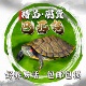 巴西龟活物小乌龟活体观赏宠物龟大乌龟水龟红耳龟活物情侣龟