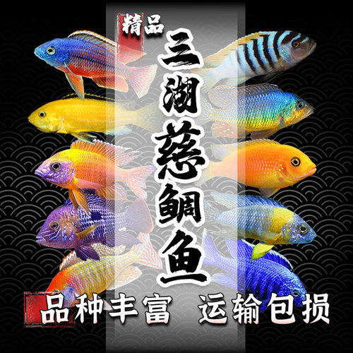 三湖慈鲷自然发色鱼观赏鱼