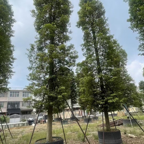 正宗四川金丝楠木名贵大树桢楠大树苗庭院园林室外绿化树名贵大树