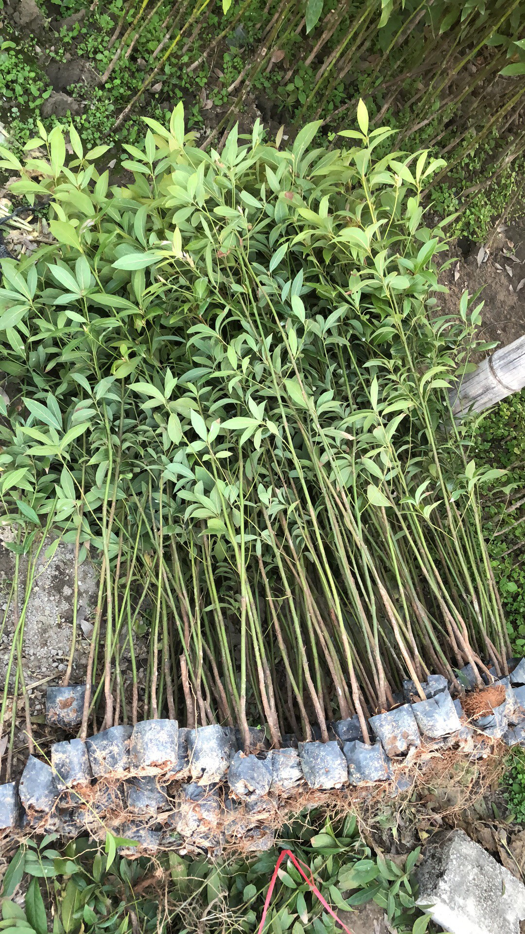 正宗四川金丝楠木树苗桢楠树苗名