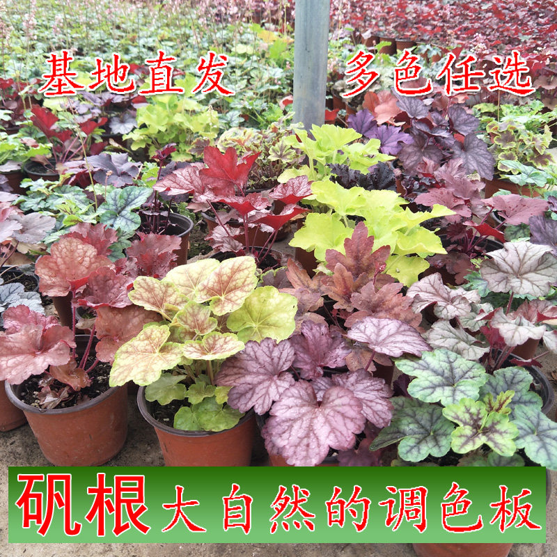矾根植物盆栽中苗组合套餐耐寒阳台花园庭院室内四季观叶花卉包邮