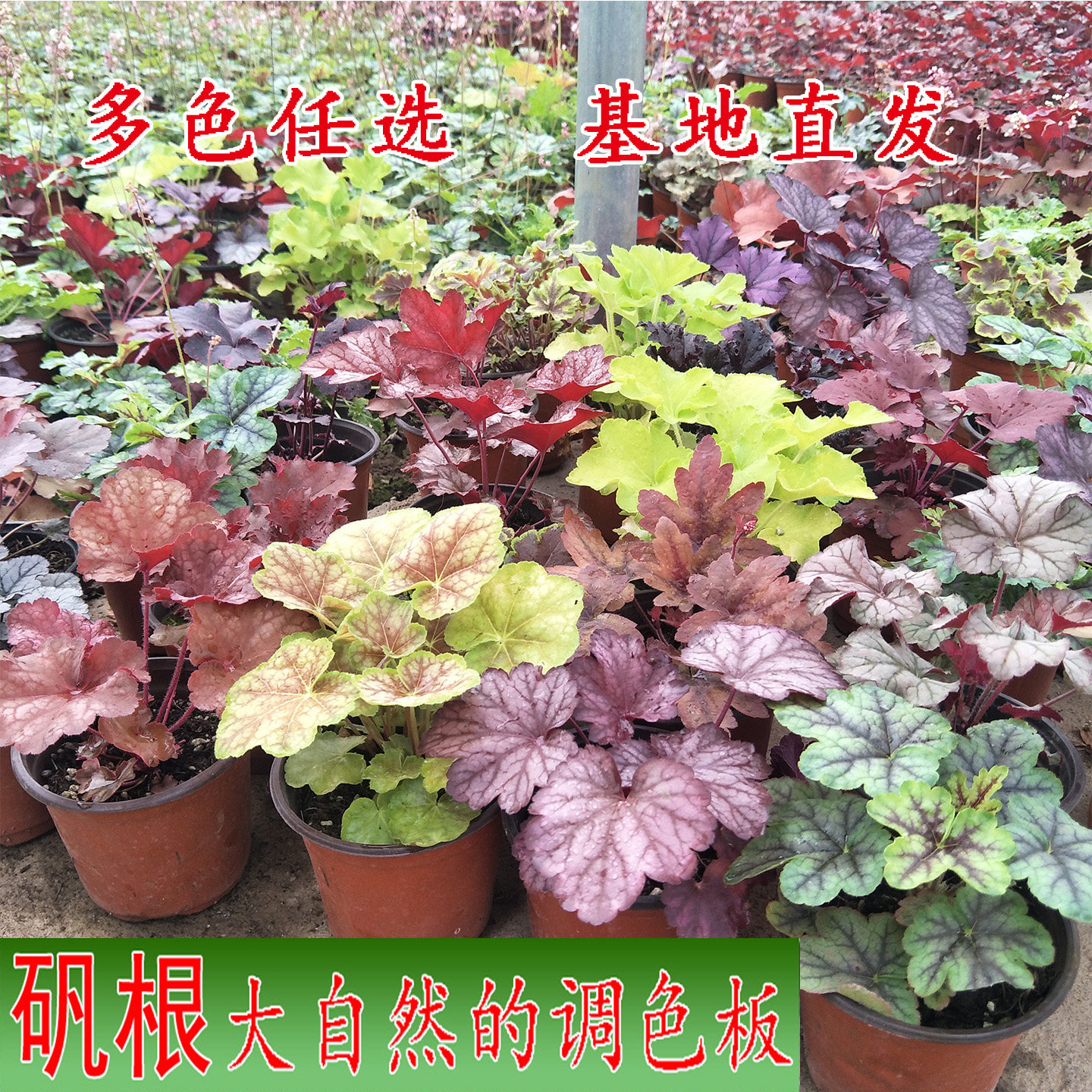 矾根植物盆栽中苗组合套餐耐寒阳台花园庭院室内四季观叶花卉包邮