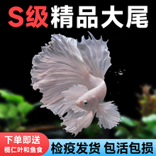 泰国斗鱼活鱼观赏鱼小型热带鱼半月马尾狮王好养耐活鱼缸宠物鱼苗