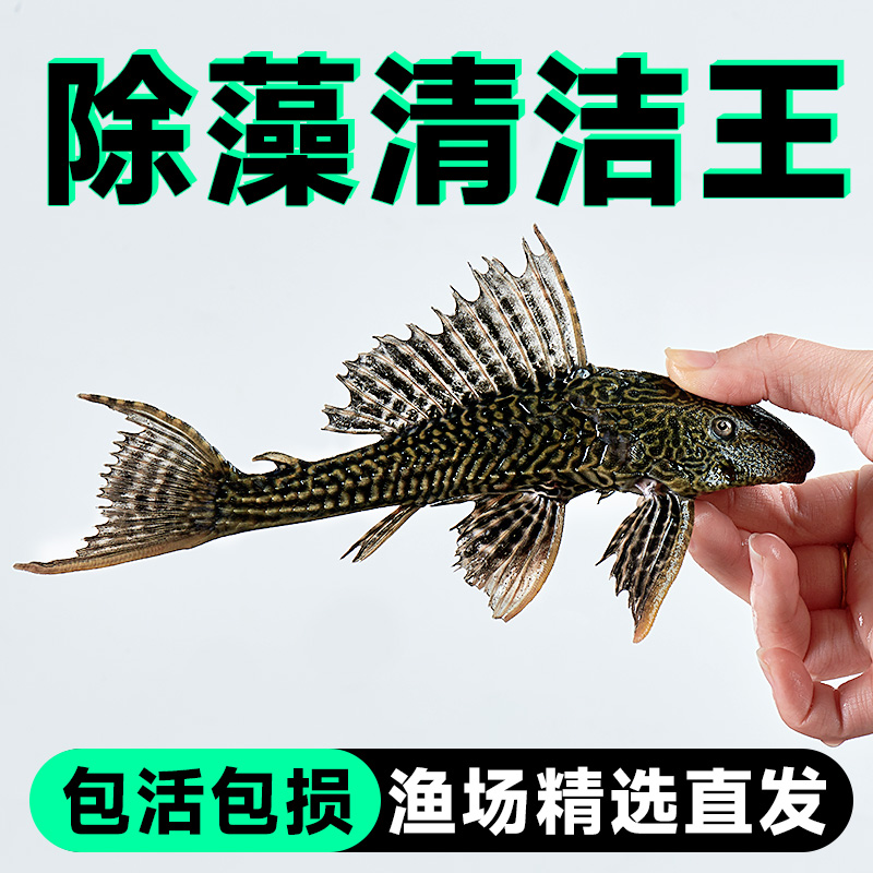 小型观赏鱼清道夫清洁工鱼