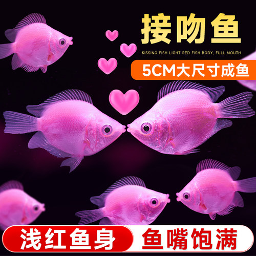 接吻鱼热带观赏鱼苗淡水好养耐活
