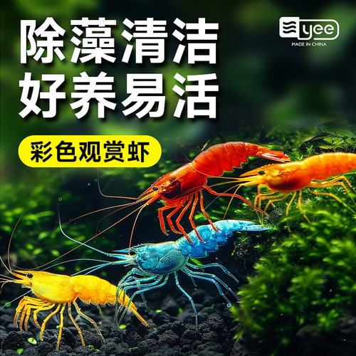 热带观赏虾淡水鲜活除藻清洁工具彩色小虾黑壳樱花虾极火虾水晶虾