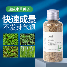 鱼缸水草种子鱼缸造景对叶水草泥真水草懒人水草种籽牛毛水草植物