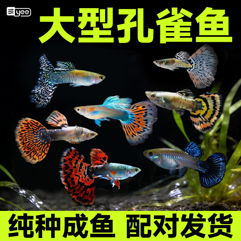 孔雀鱼活鱼观赏鱼耐活鱼苗小型热带鱼淡水冷水好养大型临产孕母鱼