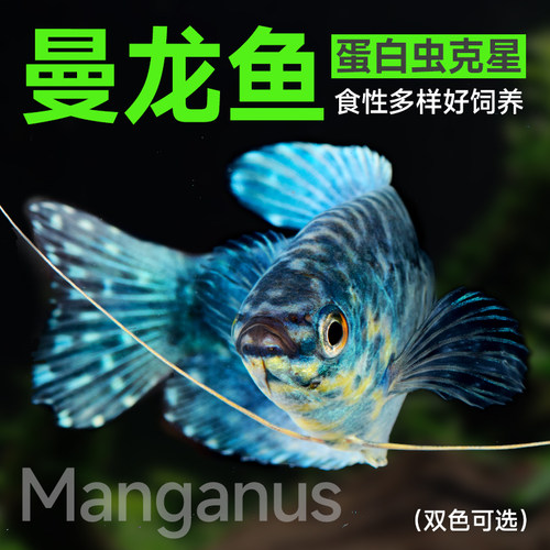 曼龙鱼热带观赏鱼不打氧不换水