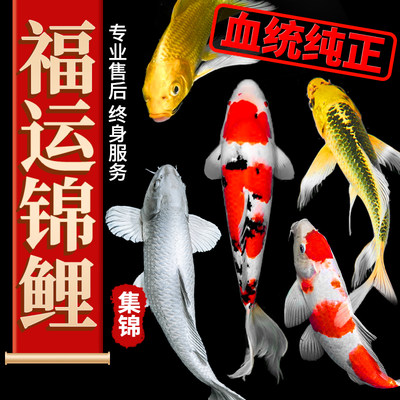 纯种锦鲤观赏鱼红白黄金龙凤淡水