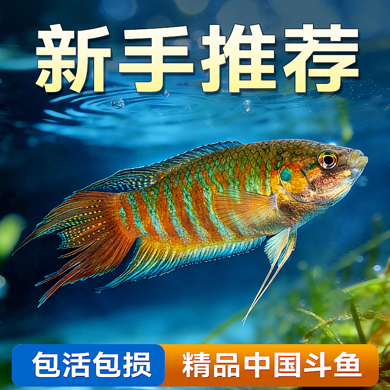 中国斗鱼活鱼冷水鱼淡水观赏鱼小型鱼耐活巨普黄金国斗鱼苗宠物鱼