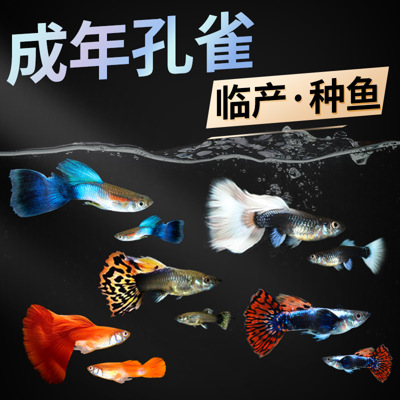 yee孔雀鱼小型观赏鱼淡水热带