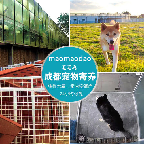 成都宠物寄养喂养代喂猫咪