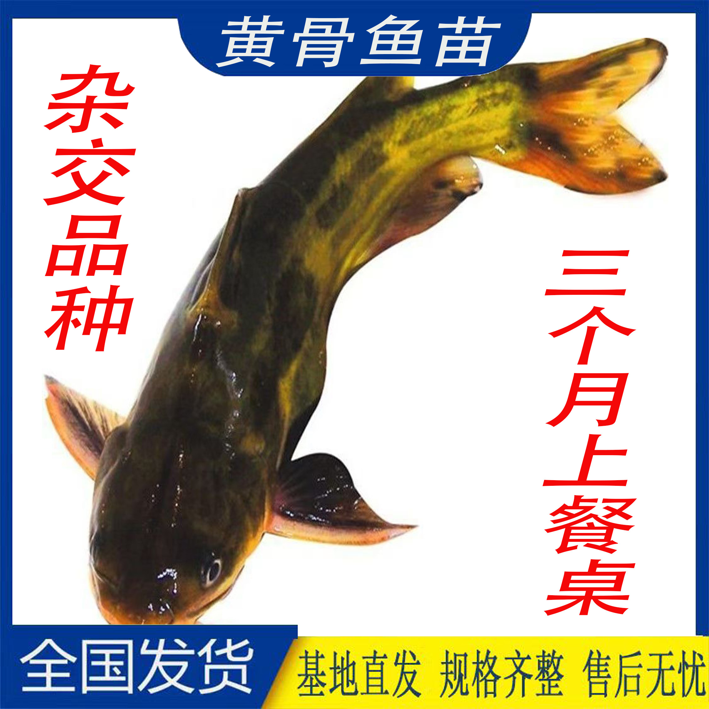 黄骨鱼苗黄辣丁淡水食用黄颡鱼大规格黄丫头黄蜂鱼鱼昂刺鱼苗批发