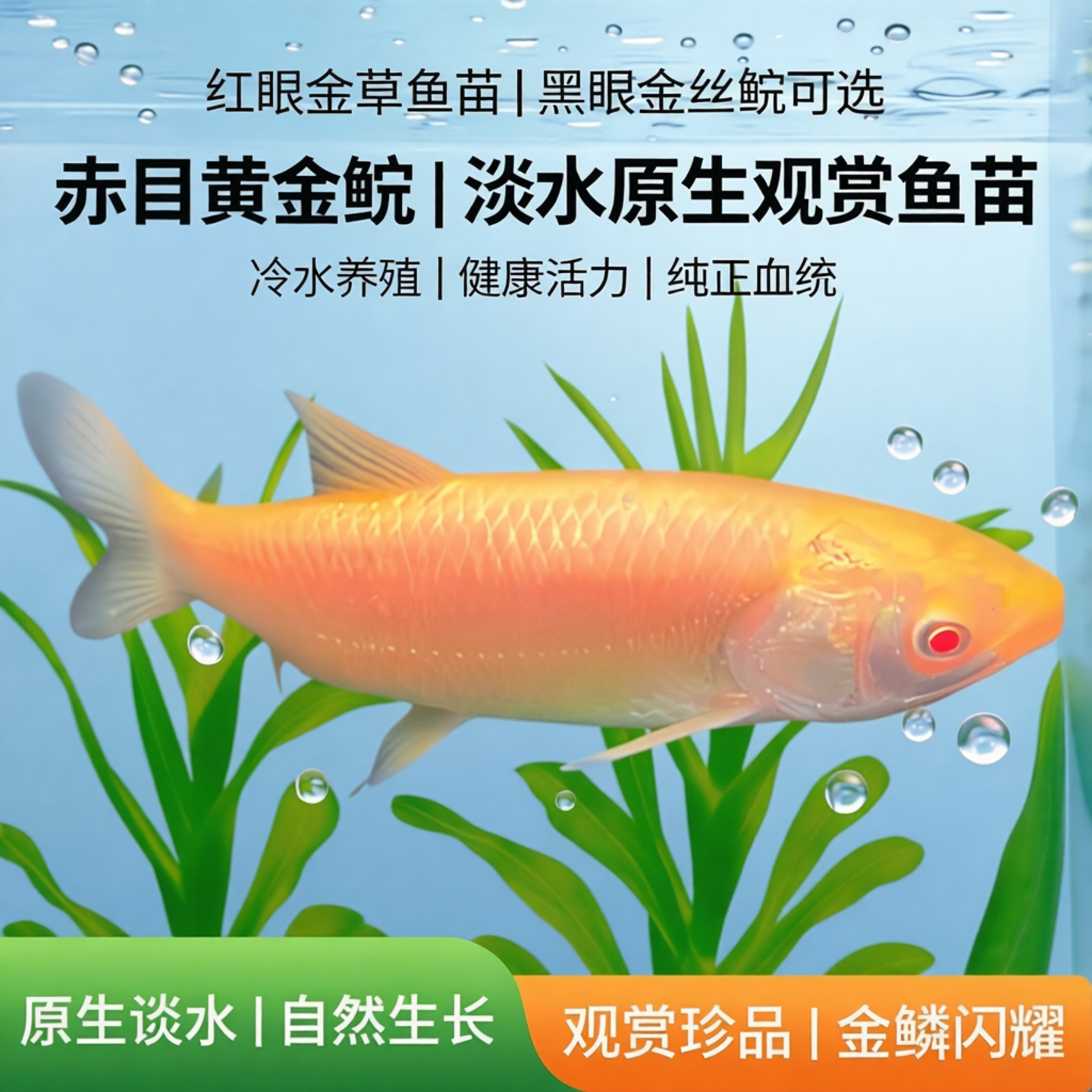 红眼金草鱼苗黑眼金丝鲩可选新品赤目黄金鲩淡水养殖冷水原生观赏