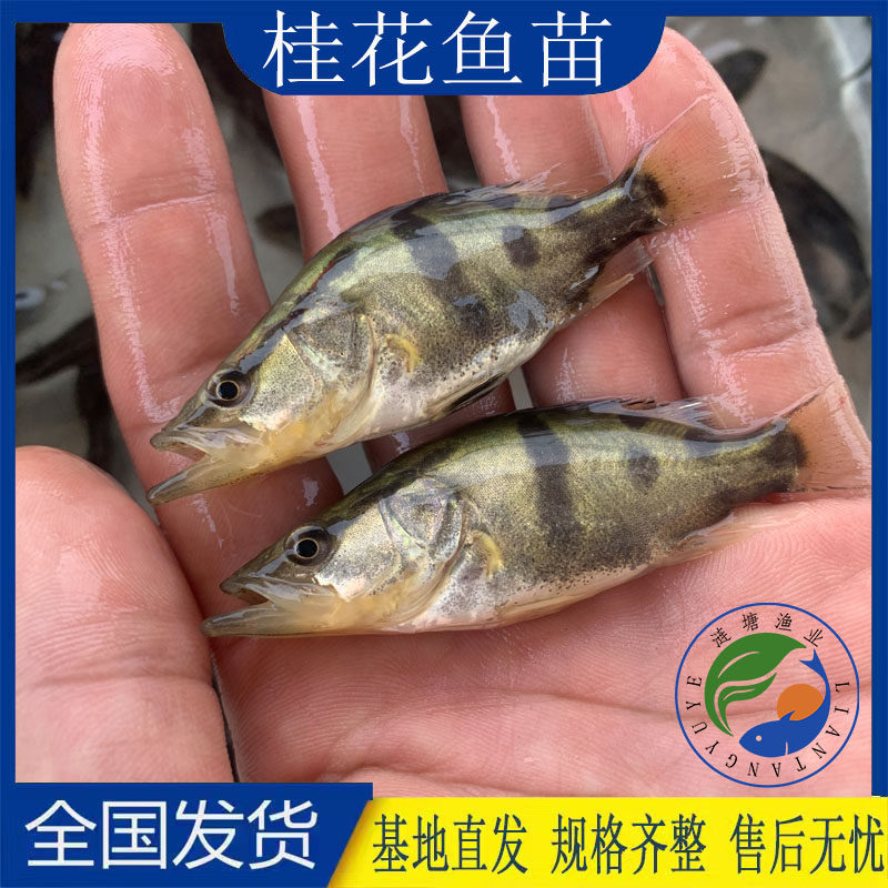 广东优质鱼苗淡水肉食性桂花鱼苗
