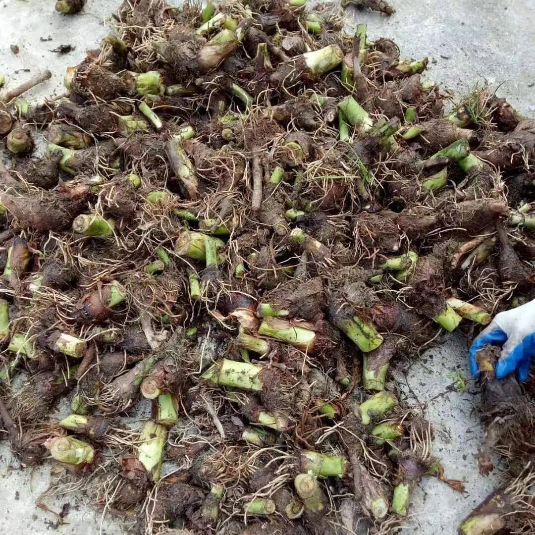 正宗广西荔浦大芋头种苗大芋头种植苗槟榔紫藤香芋蔬菜种苗育