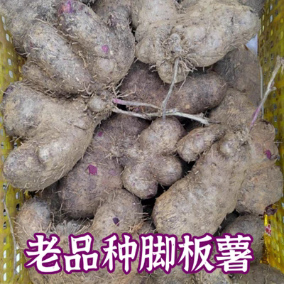 广西桂林特产新鲜紫山药种脚板薯种紫毛薯种大薯种毛薯紫皮