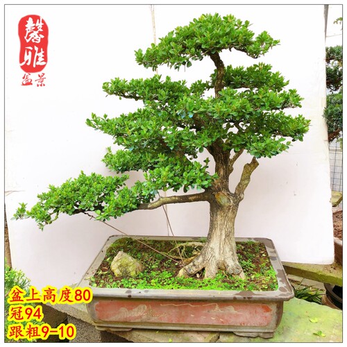 精品瓜子黄杨盆景造型