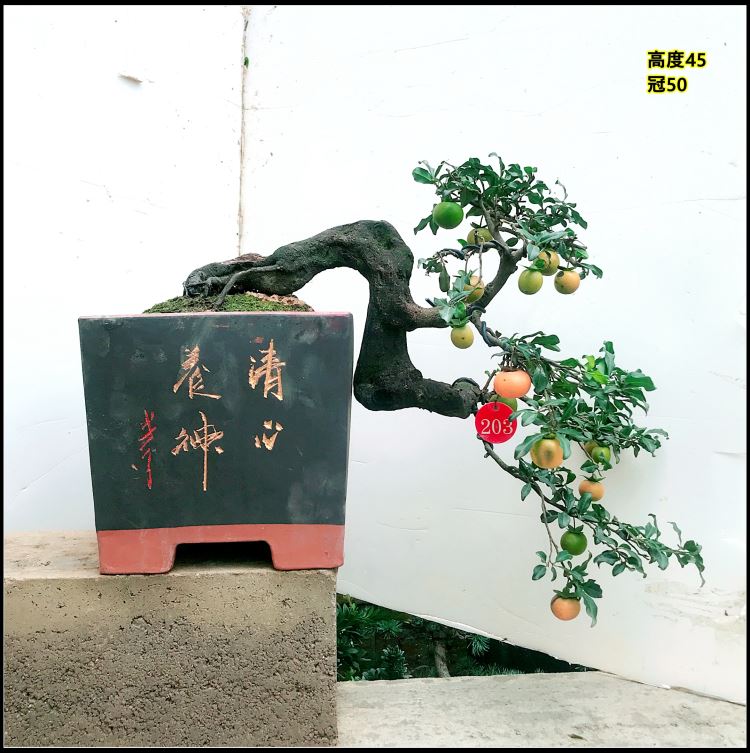 金弹子盆景盆栽观果金蛋子桩头连盆发货金弹子血红果花