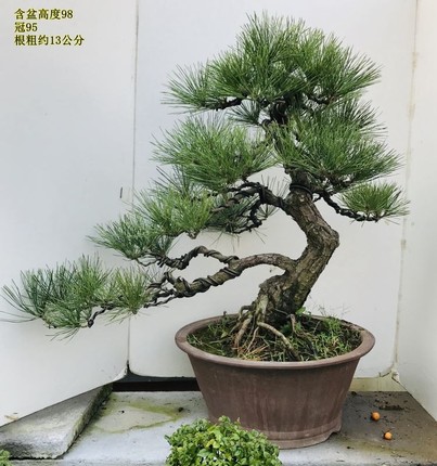 矮霸黑松老桩 多年盆栽造型日本黑松 提根小品黑松盆景 实物
