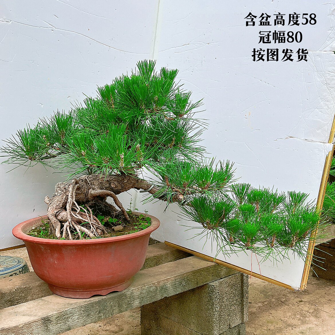 矮霸黑松老桩 多年盆栽造型日本黑松 提根小品黑松盆景 2