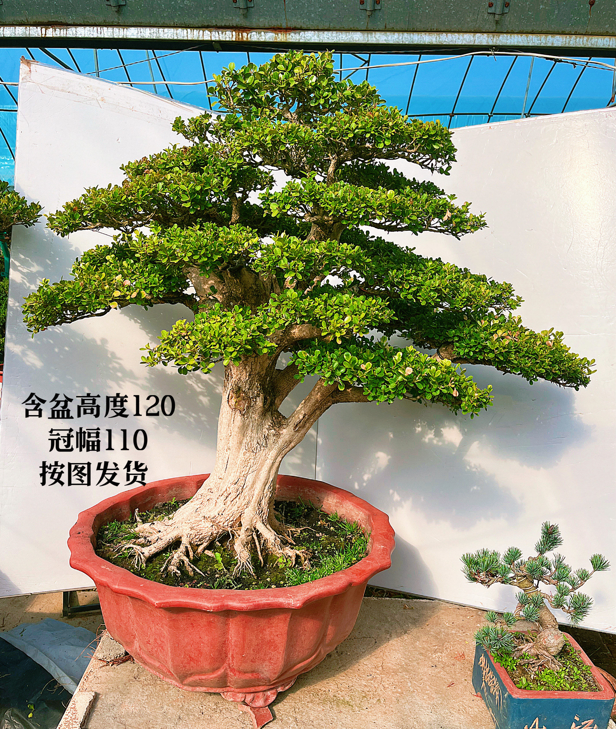 精品老桩瓜子黄杨盆景 老盆口带根爪瓜子小叶黄杨 实物包邮
