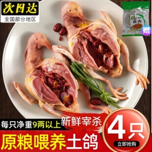 鸽子新鲜现杀农家散养老鸽子原粮土鸽生鲜冷冻煲汤鸽子肉顺丰包邮