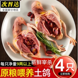 鸽子新鲜现杀农家散养老鸽子原粮土鸽生鲜冷冻煲汤鸽子肉顺丰包邮