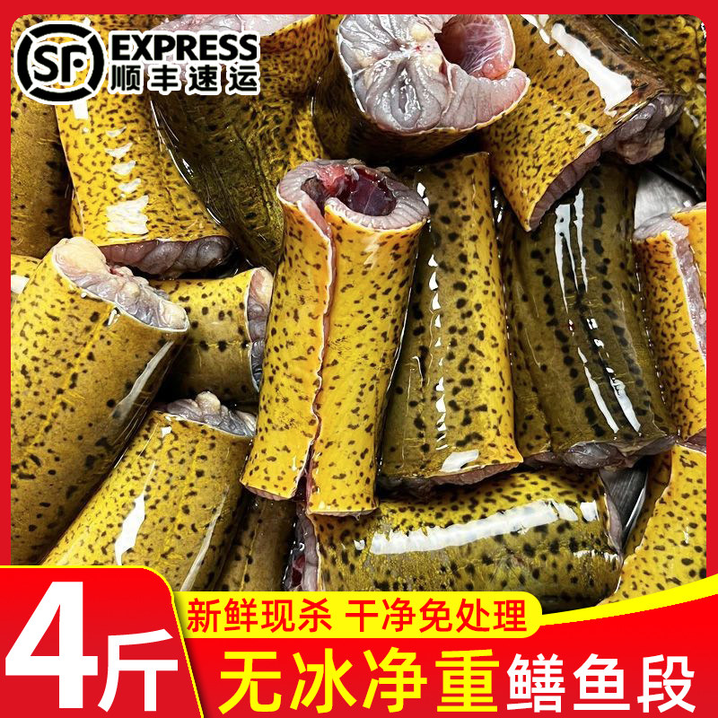 新鲜黄鳝段鲜活现杀去头内脏冷冻鳝鱼段无冰黄鳝肉半成品商用顺丰