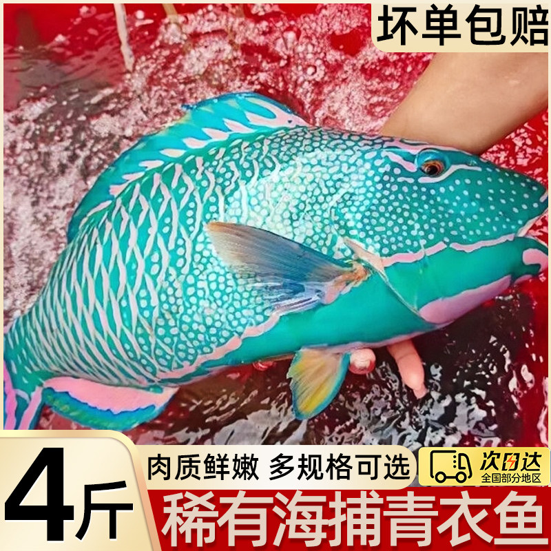 青衣鱼鲜活斑鱼深海野生鹦嘴鱼苏眉鱼西沙海鱼商用海鲜水产批发