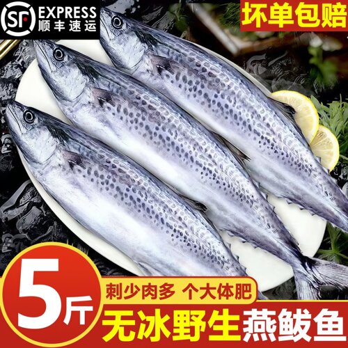 青岛冷冻特大燕鲅鱼整箱顺丰