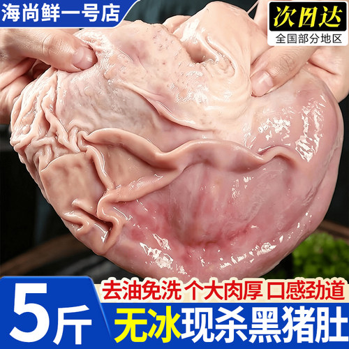散养黑猪特厚去油免洗猪肚批发