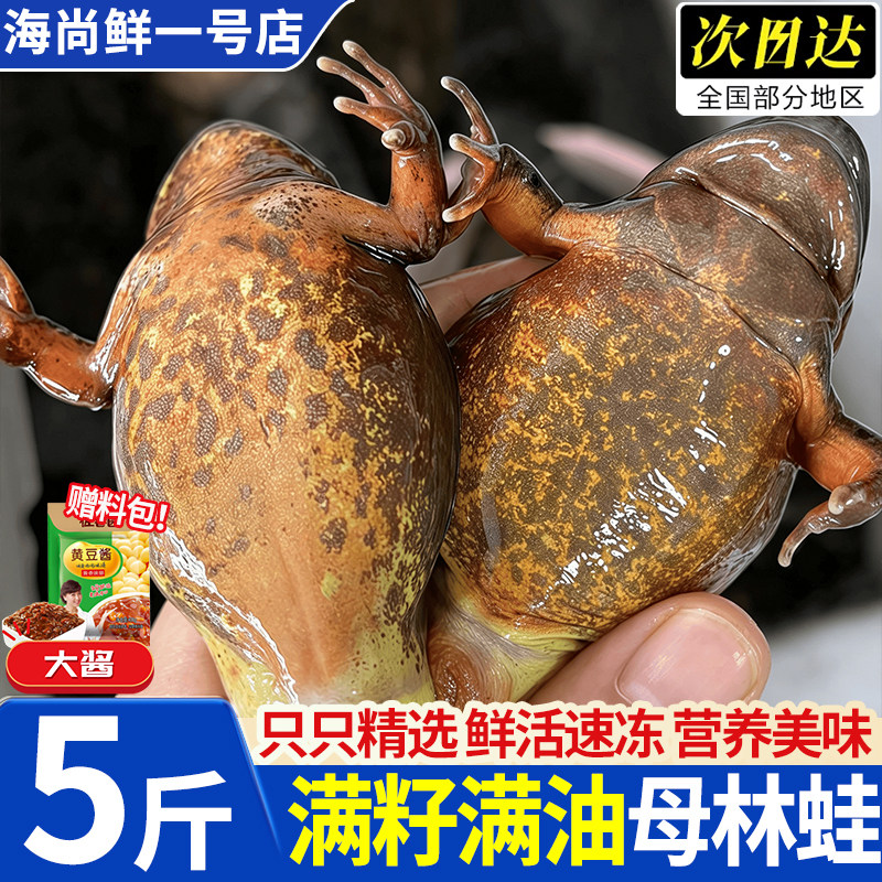 东北速冻母林蛙满油满籽