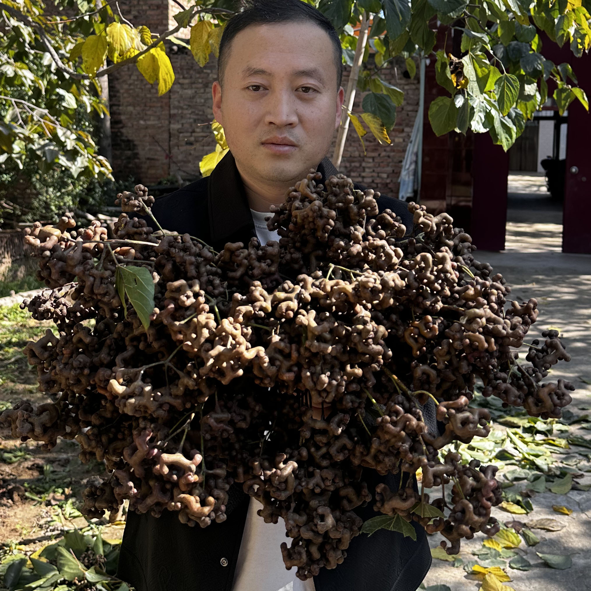 25年秦岭野生新鲜拐枣小众水果可泡酒可生吃万寿果金钩梨