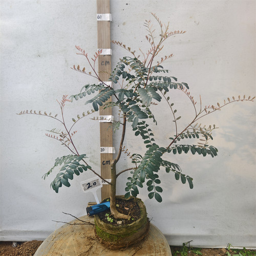 红芽清香木驱蚊防辐射野生盆栽苗