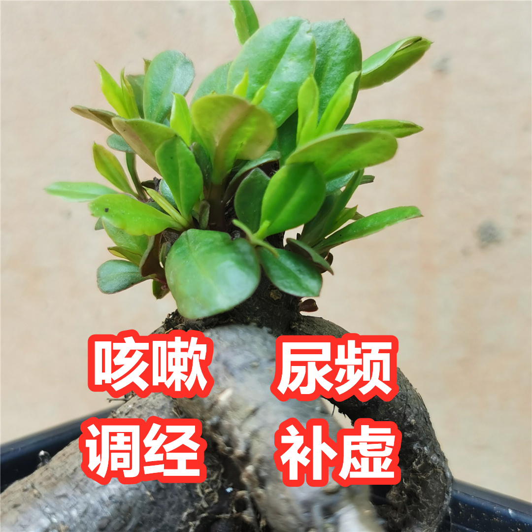 野生土人参花旗参老桩盆景绿植盆栽花卉吸甲醛防辐射植物人参菜苗