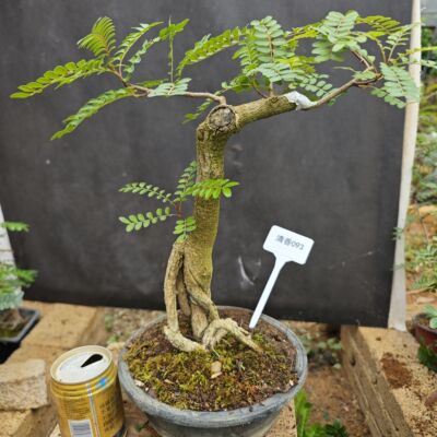红芽清香木驱蚊防辐射野生盆栽苗