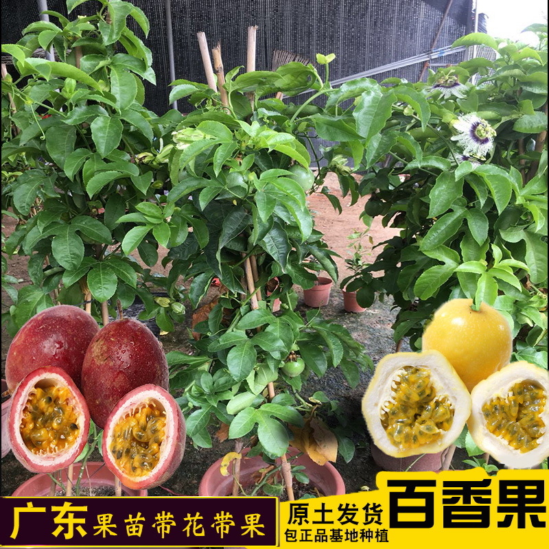 广东百香果树 盆栽紫香百香果苗 黄金百香果树苗爬藤植物当年结果