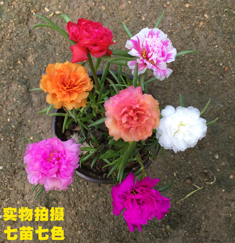 太阳花苗松叶牡丹混色重瓣彩虹系列太阳花半莲7株7花带根发货包邮