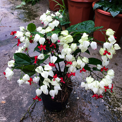 龙吐珠花苗 九龙吐珠花卉 珍珠宝莲盆栽 白红龙吐珠带花发货庭院