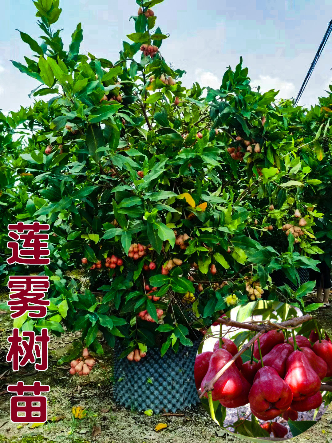 正宗台湾黑金刚莲雾嫁接黑糖芭比果苗珍珠大叶红盆栽大巴掌果树苗