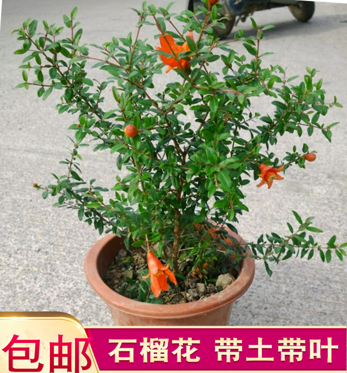 石榴花苗 果树苗石榴盆栽 潮汕红花苗 南北方种植 庭院阳台石榴花