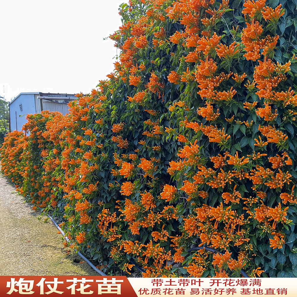 炮仗花苗爬藤植物鞭炮花四季可种常绿阳台庭院垂吊攀援花卉藤本花