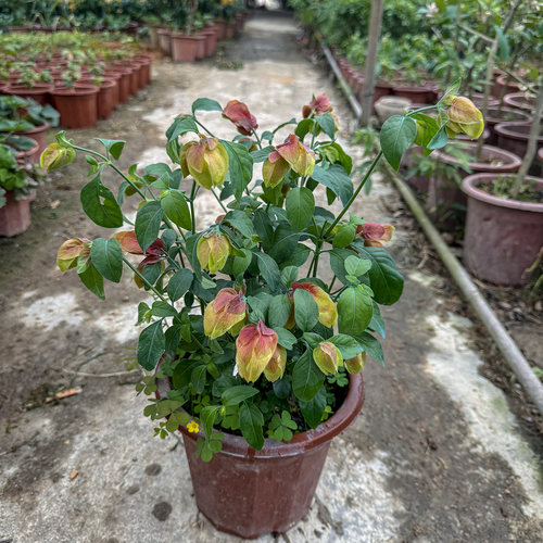 室内阳台好养易活虾衣花盆栽