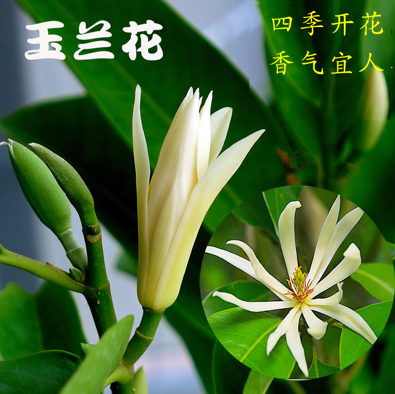 包邮白兰花嫁接白玉兰花黄桷兰阳台庭院四季开花浓香当年开花绿植