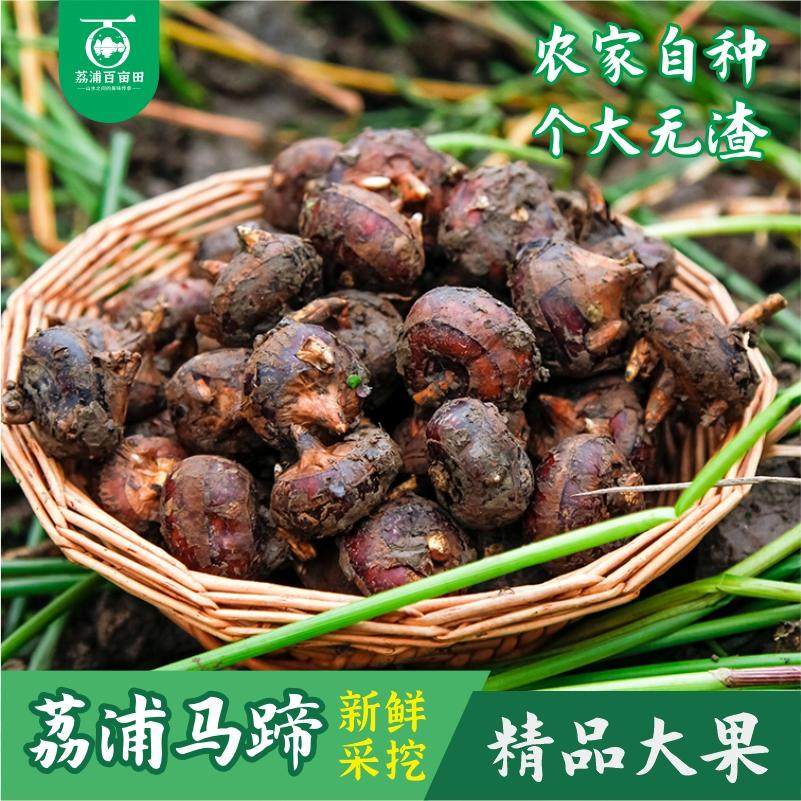 坏果包赔现挖脆甜无渣新鲜马蹄