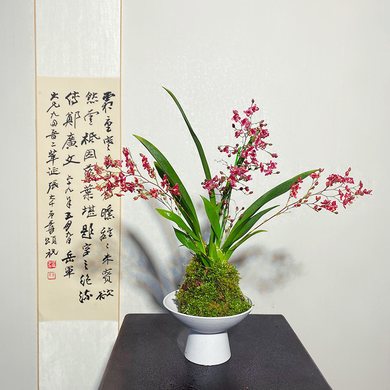 【红花梦香兰】苔藓球绿植室内开花（带花苞发货）四季好养,鲜花速递/花卉仿真/绿植园艺,绿植,淘宝优惠券,粉丝福利购,淘宝优惠卷